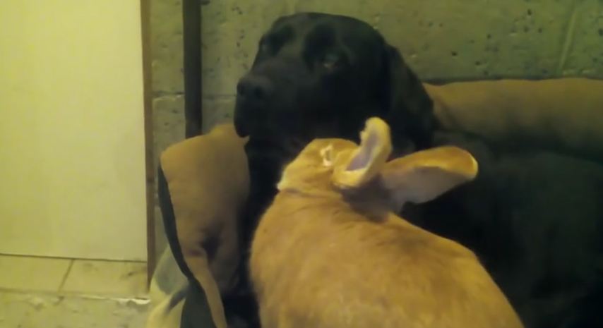 Rabbit Cuddles With A Labrador