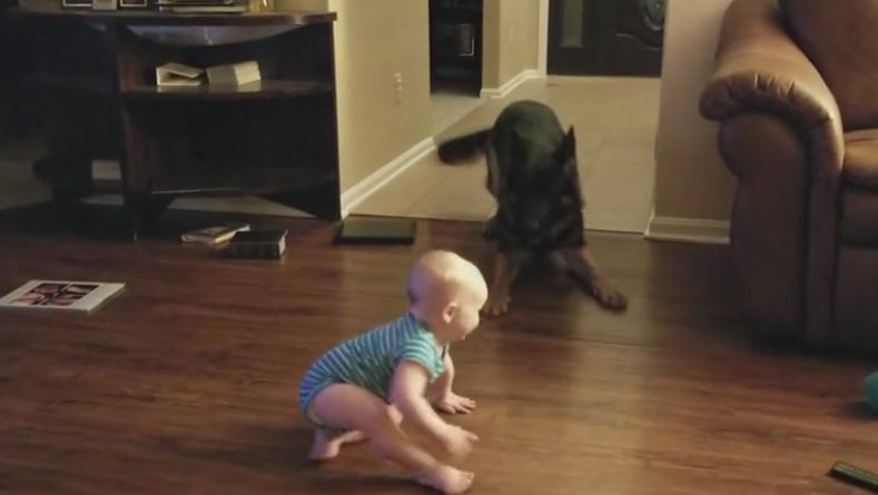 Baby and German Shepherd Play Adorable Game of Chase