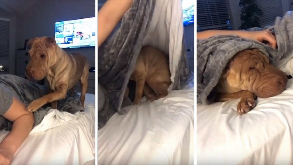 Sweet Shar-Pei Politely Asks to be Tucked into Bed Each Night