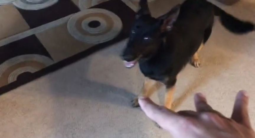 German Shepard Puppy Runs From Hand Pointed at Him