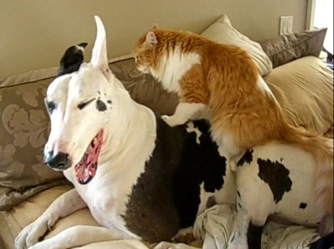 Great Dane enjoys relaxing massage from cat