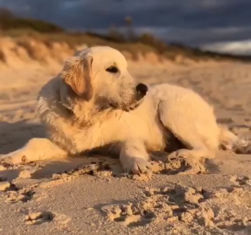 Golden Retriever Plays at the Beach, Relaxes at Home