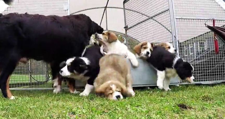 Young love results in 9 adorable fluffy puppies before parents could say ‘spay or neuter’