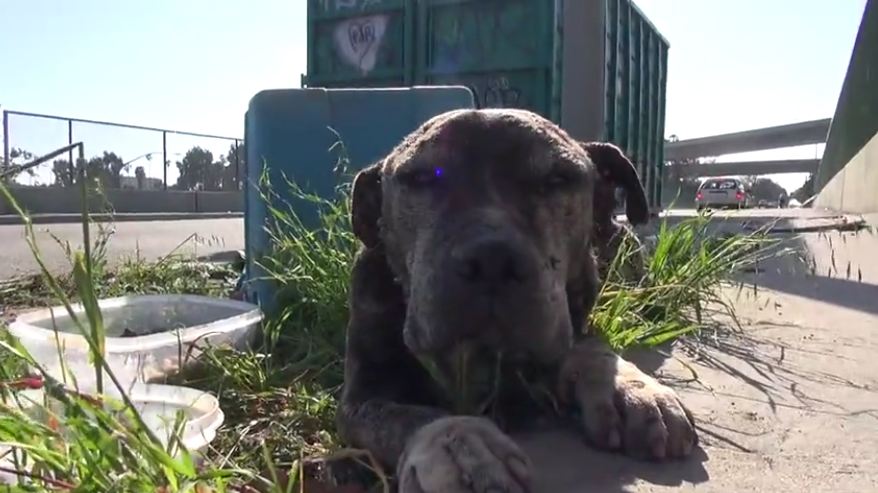Sick Dog Was Left On A Bridge To Die, And The End Is An Important Reminder For All