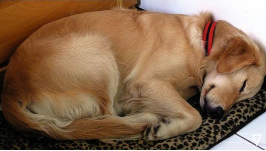 Confused Owner Learns Why His Adopted Dog Watches Him Sleep Every Night
