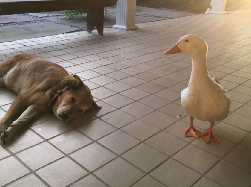Duck Waddles Onto The Porch Out Of Nowhere To Cheer Up A Sad Dog
