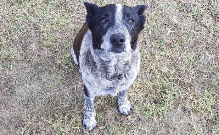 Elderly dog kept lost child safe from harm