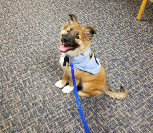 Police Department Brings In Rescue Puppy, And His Job Title Is To Die For