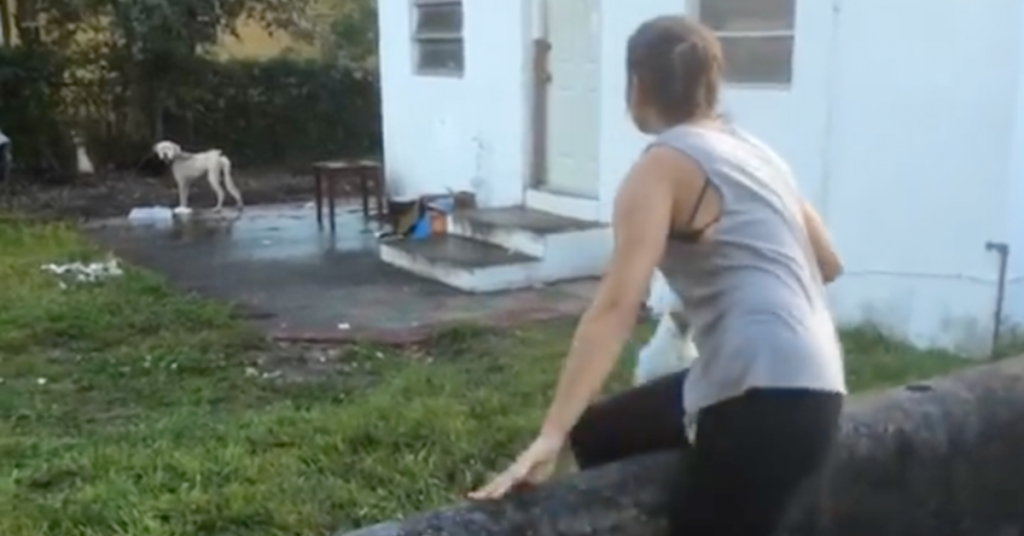 Neighbors Try To Save A Neglected Dog Tied To A Tree As A Car Pulls Up To The House