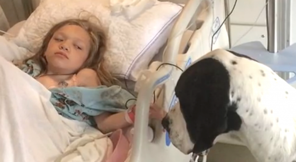 Dog Gives His All For Little Girl, So Family Decides To Return The Favor