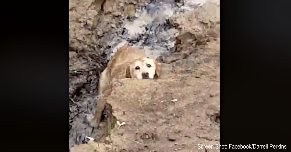 Senior Dog Missing For 5 Days Rescued From Kentucky River
