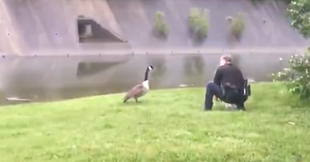 Goose Pecks At The Door Of A Police Car To Get The Cop’s Attention