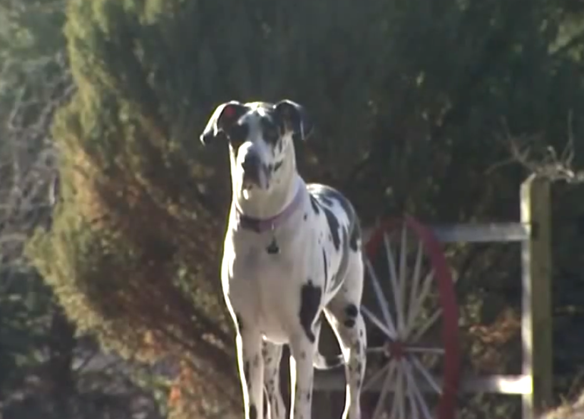 Owner Knows Something’s Up When Great Dane Doesn’t Come When Called For