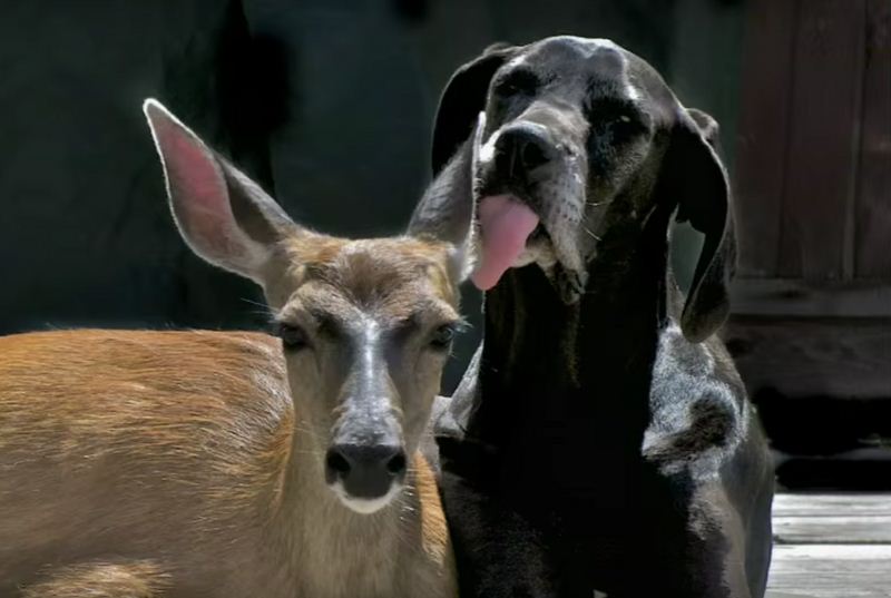 Great Dane And Deer Share The Most Unique Friendship