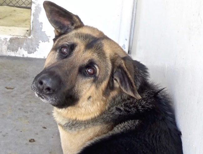 Save a life: German shepherd Hank is sweetest dog ever