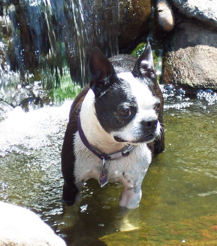 The Beginning and The End: In Loving Memory of a Boston Terrier