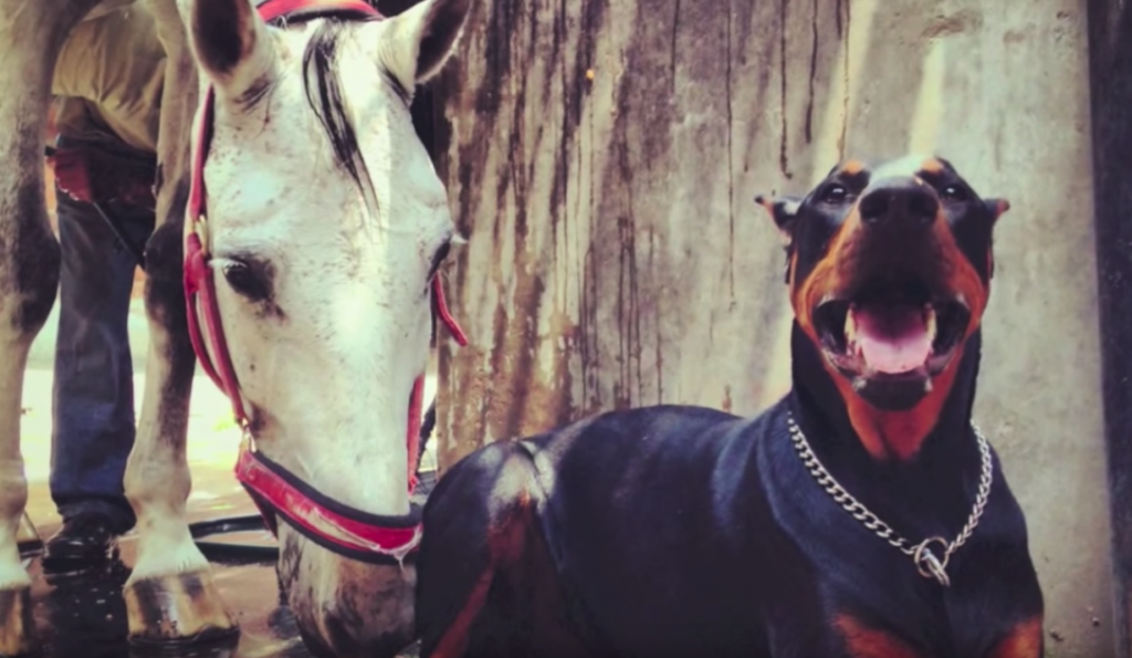 Boss The Doberman Is Known As The ‘Horse Whisperer,’ And You’re Going To See Why