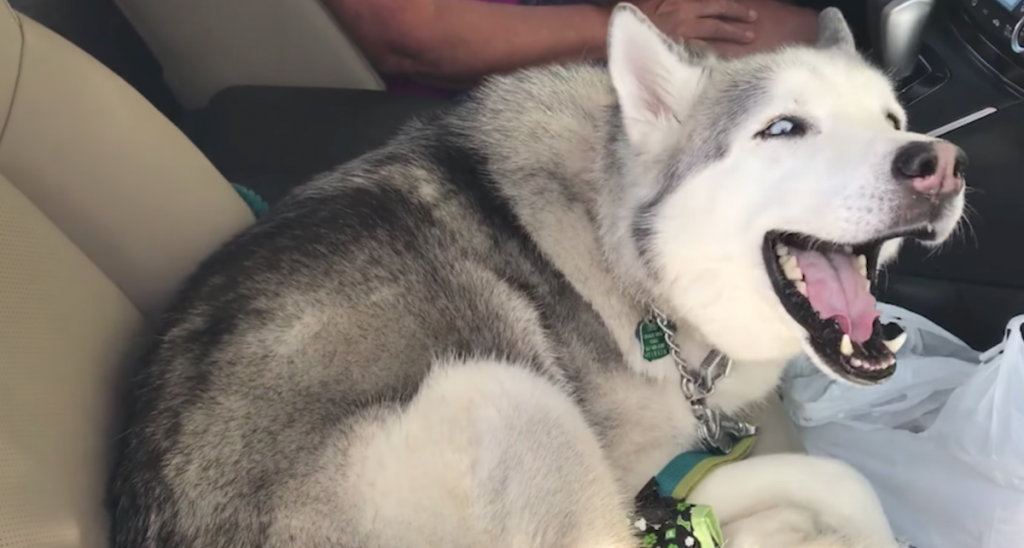 Husky Doesn’t Take It Well When Told To Get In The Back Seat