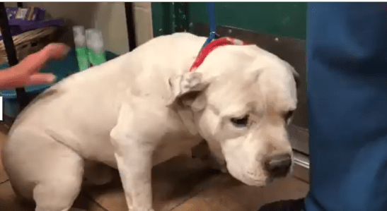 Everyone cried when dog was surrendered, but ‘Ice’ will suffer the most