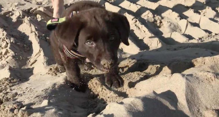 Labrador Puppy Does The Funniest Thing His First Time At The Beach