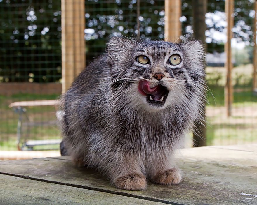 Photos To Show That Manul Cats Are The Most Expressive Cats Out There