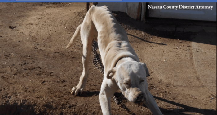 Owner abandons his two Great Danes after moving out of apartment