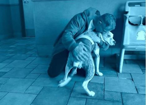 Stolen therapy dog finally reunited with owner