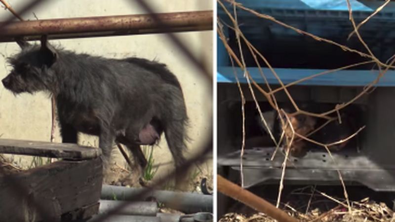 Scared Mama And Puppies Elude Rescuers Desperately Trying To Catch Them