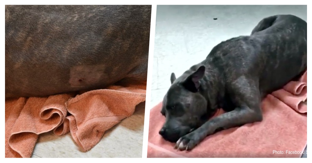 Dog Left On The Street To Die After Being Shot In The Side, Rescued Just In Time