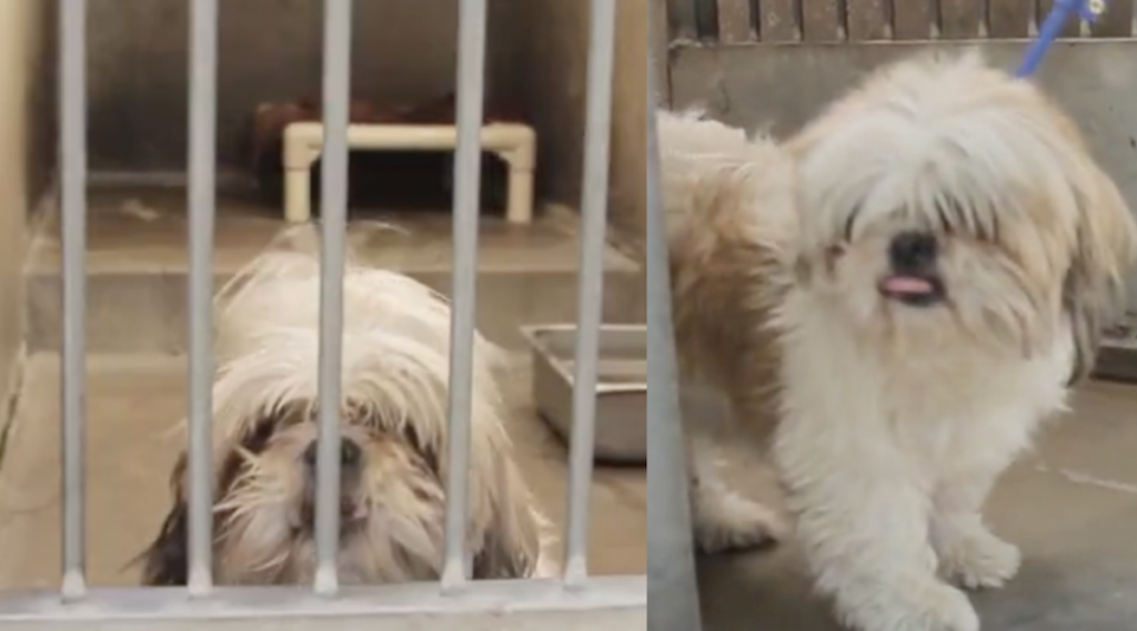 Old Dog Is Pulled From The Shelter And Given A Makeover To Save His Life