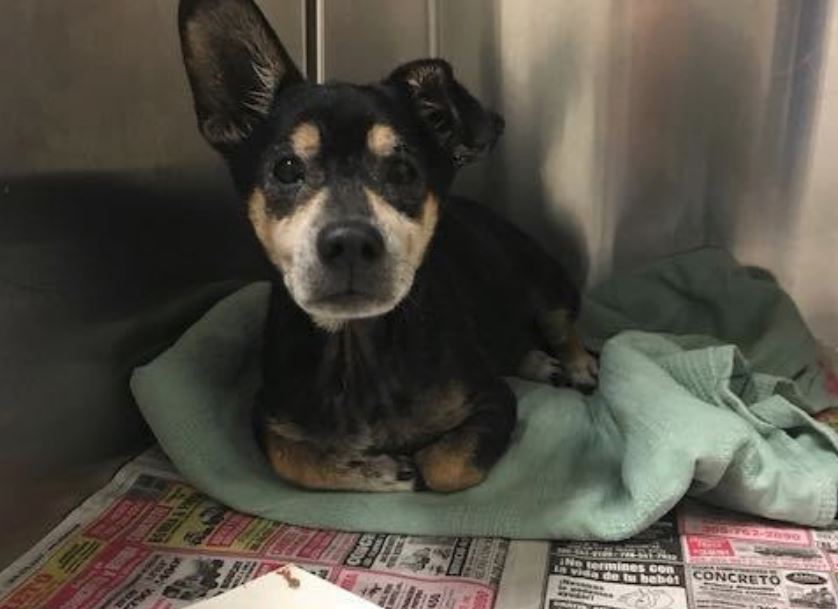 Cody left behind: Senior pup heartbroken at Miami shelter