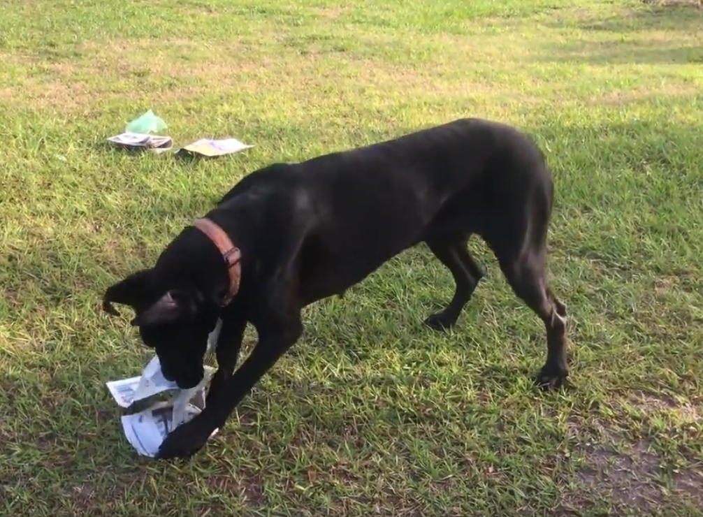 Great Dane’s First Attempt At Fetching The Paper Doesn’t End The Way Mom Had Hoped
