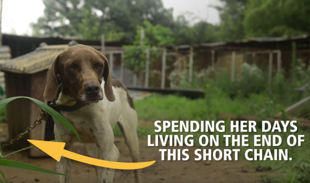 Penny Is Rescued From The Worst Life And Taken To A Place She Can Live Her Best Life