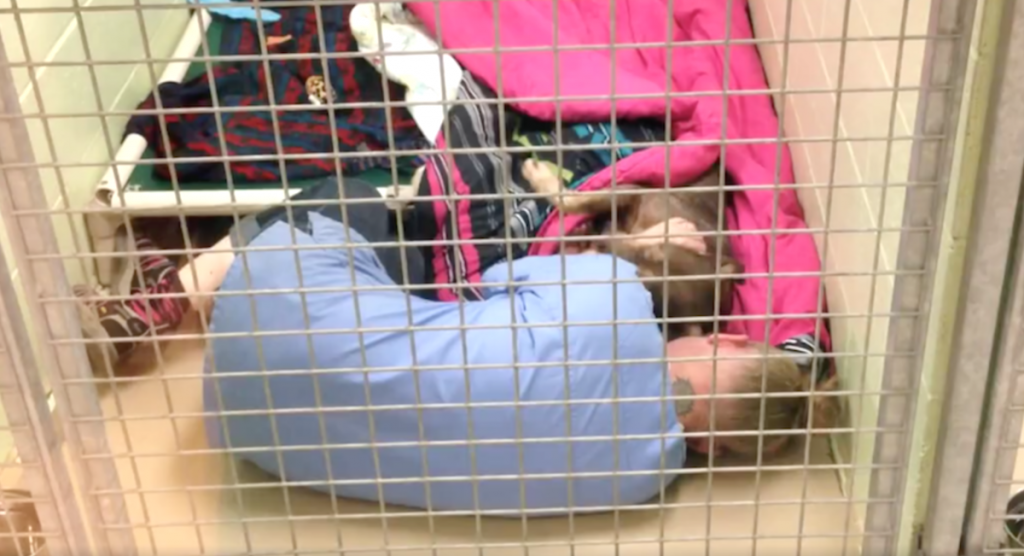 Staff Member Goes To Check On A Dog Who Just Had Surgery And Sees A Precious Moment