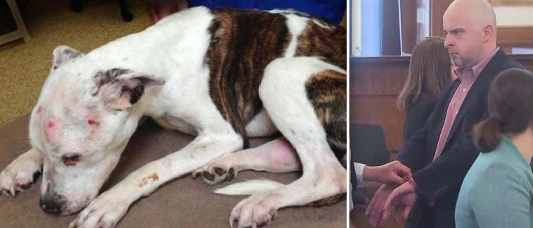 Man Who Tortured ‘Puppy Doe’ Gets 10 Years in Prison, Will Be Deported