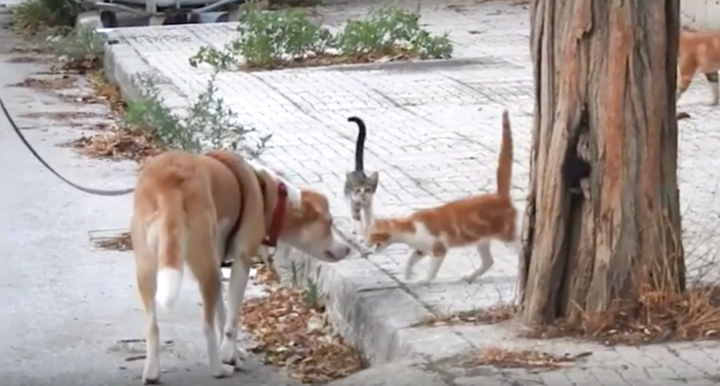 Rescue Dog Helps Feed 30 Stray Cats On Her Daily Walks