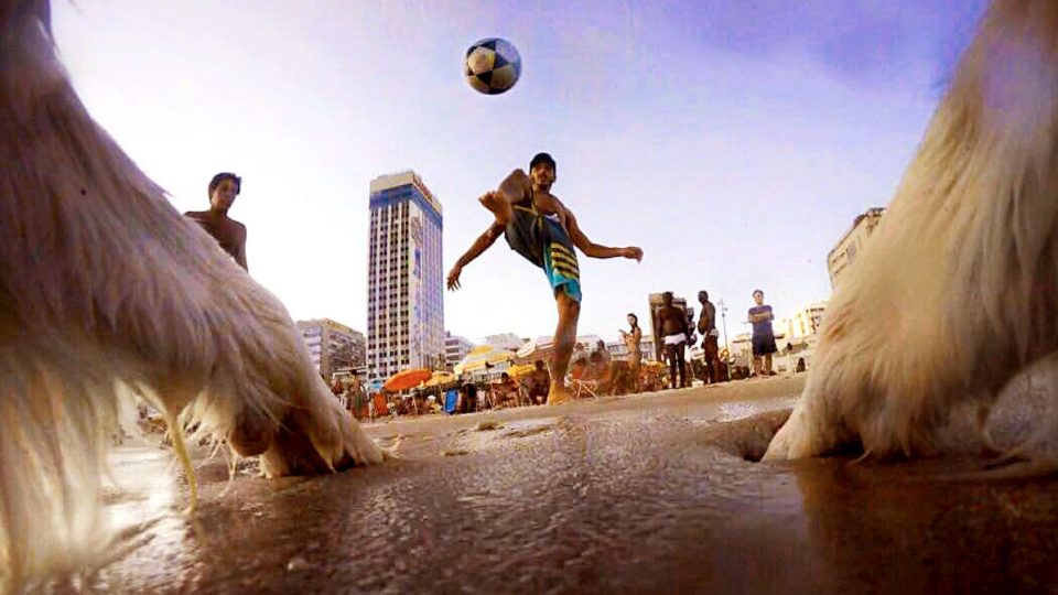 This Border Collie Is Famous in Brazil Thanks to His Soccer Skills