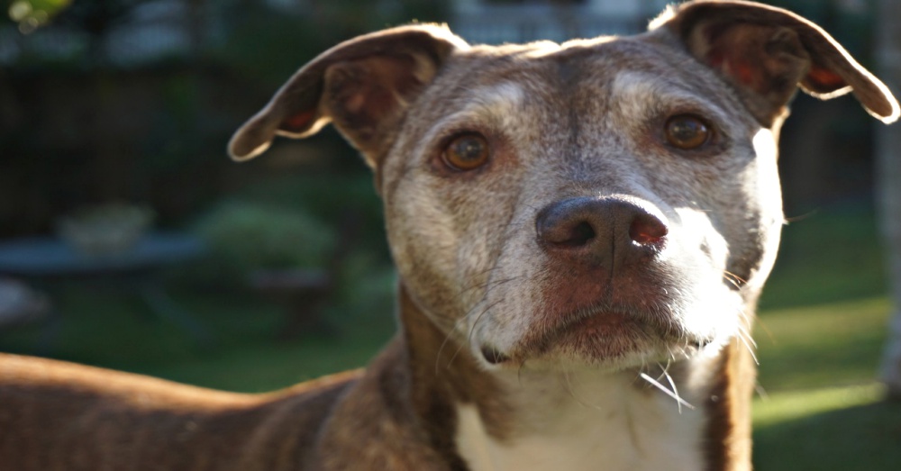Senior Dogs Dumped At Shelters To Die Alone Are Rescued, Thanks To A Kind-Hearted Woman