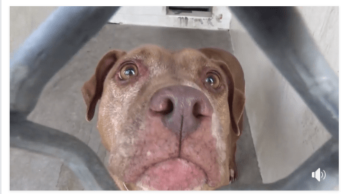A broken heart – senior dog returned to shelter after adopter’s landlord kicked her out