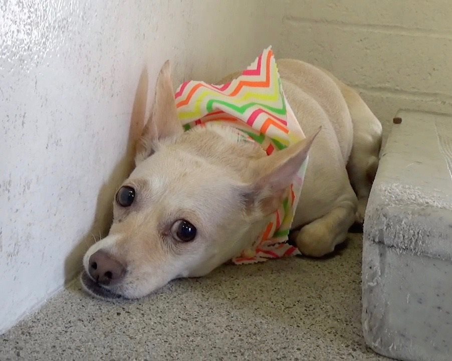 Senior dog has a broken heart after owner surrendered her to busy shelter