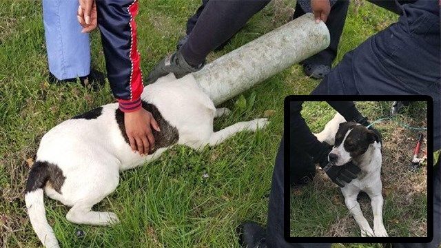St. Louis firemen rescue pup with head stuck in sewer pipe