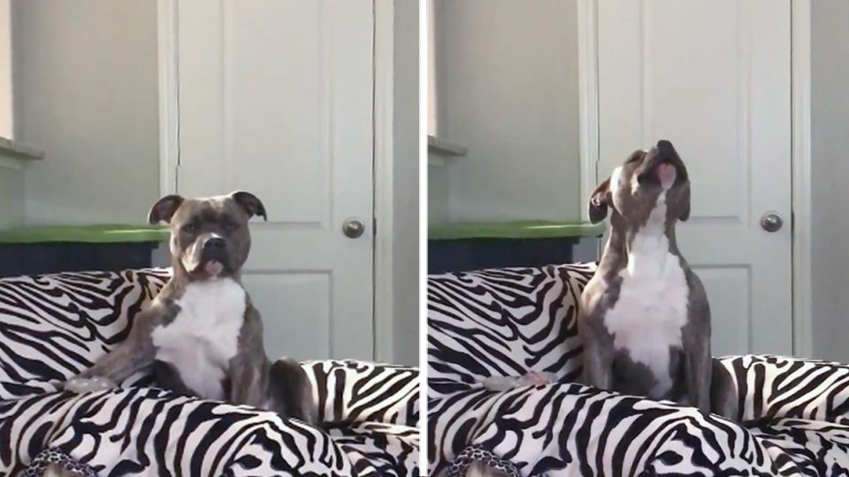 Pit Bull Sings Along to Country Music and ONLY Country Music