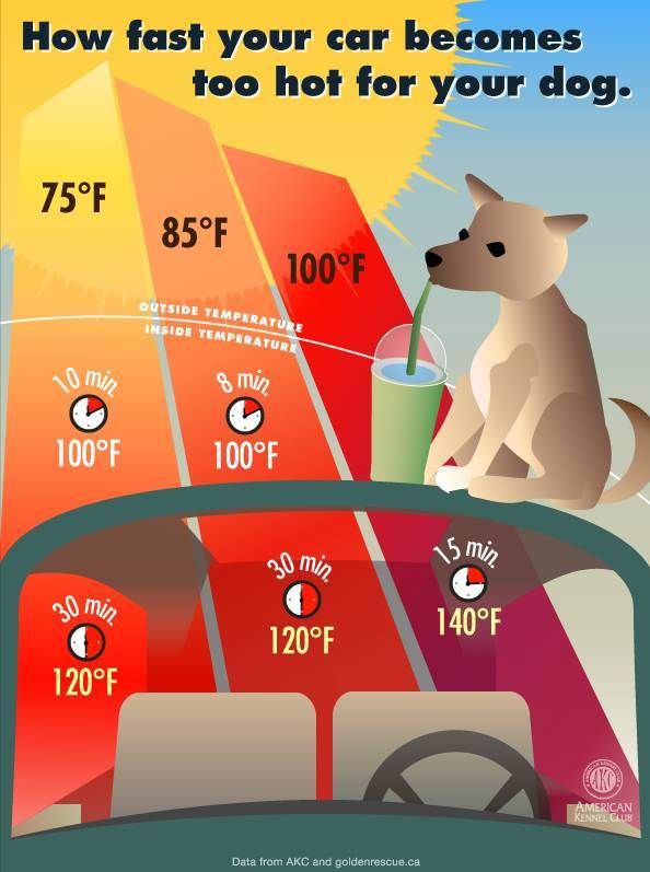 If You See A Dog In A Hot Car This Summer, Remember This Simple Window Hack