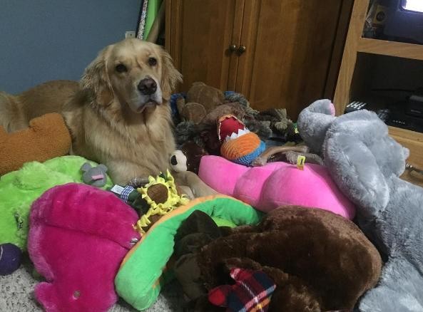 Dog Meticulously Picks Out A New Toy To Take To Bed Every Night