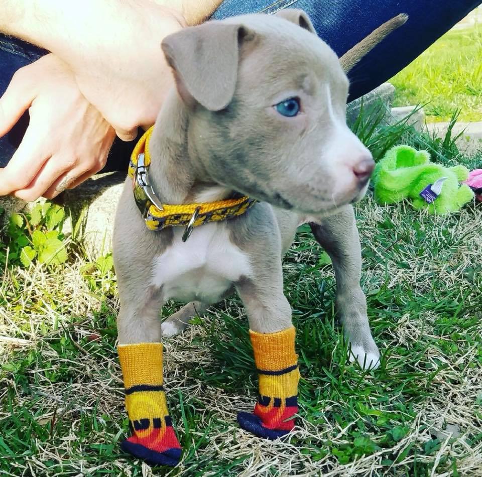 Update on puppy with no paws who was dumped in a duffel bag