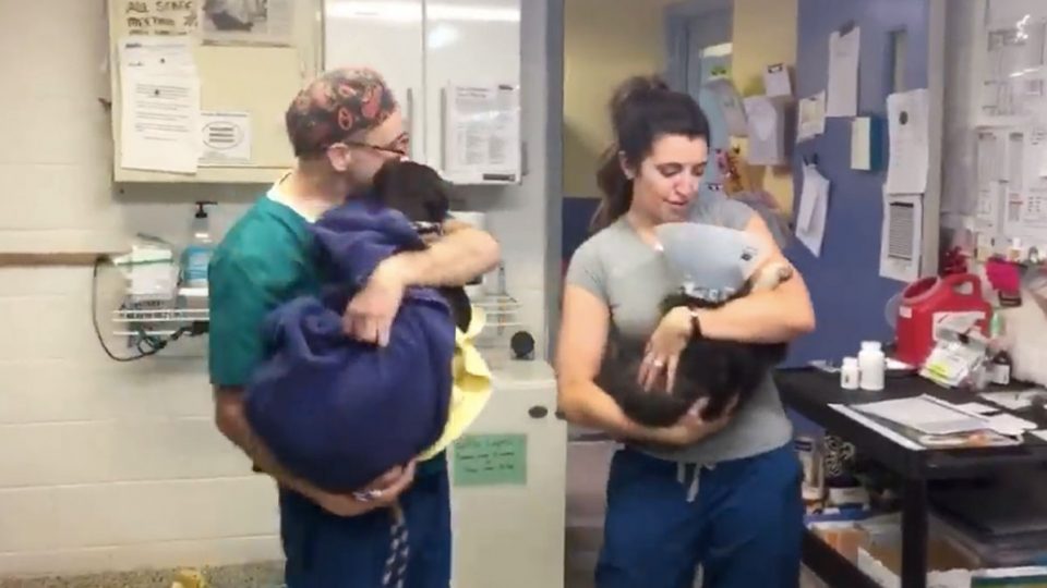 Vets Slow Dance with Puppies Recovering from Surgery in Sweetest Video