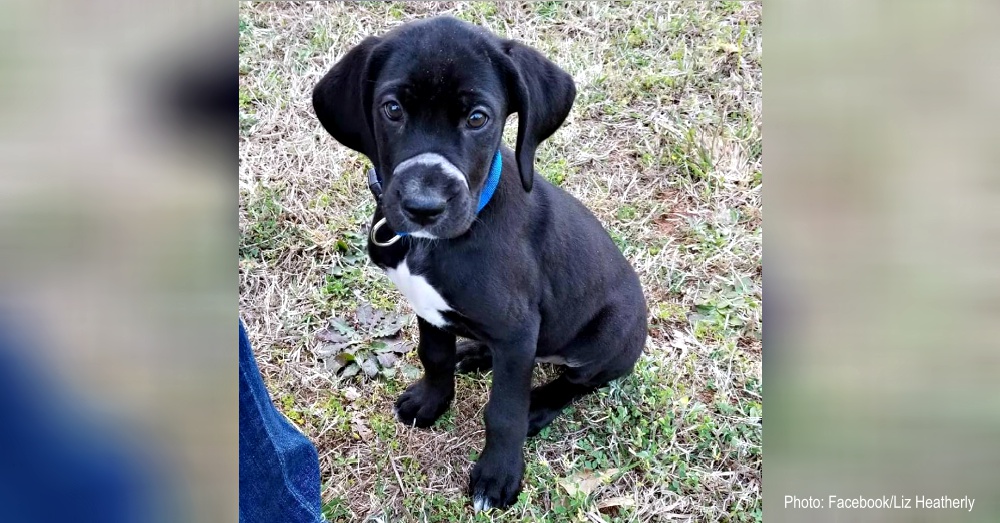 Abandoned Puppy Found With Muzzle Zip-Tied Shut