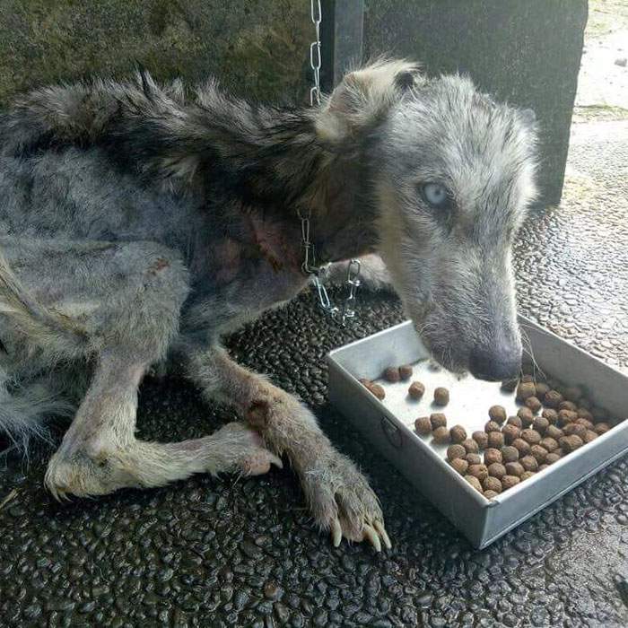 This Husky Was Found So Malnourished She Looked Like A Skeleton, 10 Months Later She’s Unrecognizable