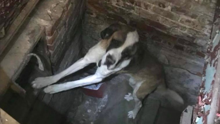 Stolen St. Bernard Barks for Days From Abandoned House Until Someone Finally Comes