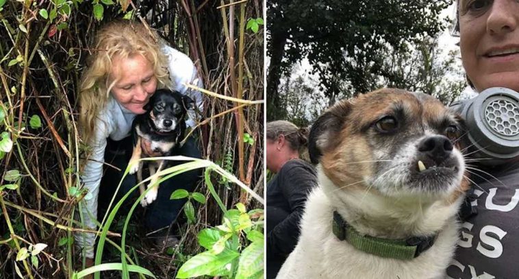 Dogs Surrounded By Lava And Stuck Behind A Fence Saved After 10 Days